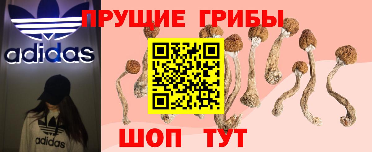 Псилоцибиновые грибы GOLDEN TEACHER  купить  цена  Псилоцибиновые грибы Psilocybine cubensis  Ковров  Вход с VPN 
